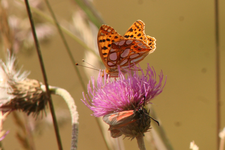 Viele Schmetterlinge finden im Blühstreifen Nahrung. Foto: A. Pfab