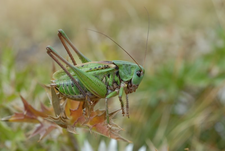 Auch Heuschrecken leben gern im Blühstreifen. Foto: E. Pfeuffer, LBV-Archiv