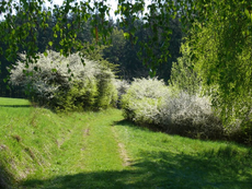 Hecken können Feldwege säumen oder lebende Zäune bilden. Foto: C. Bria, LBV-Archiv