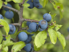 Die Schlehe gehört zu den ersten Sträuchern, die im Frühjahr blühen. Im Herbst trägt sie blaue Früchte. Foto: O. Wittig, LBV-Archiv