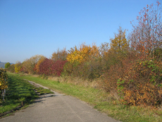 Auch im Herbst sind Hecken eine farbenprächtige Bereicherung der Landschaft. Foto: M. Hassler, Wikipedia 05.01.2011