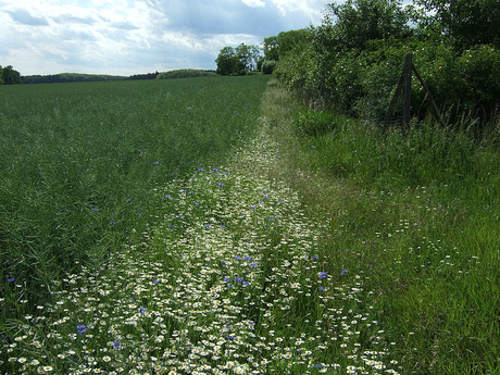 Farbe im Feld bietet Nahrung und Lebensraum fürs Rebhendl. Foto: Sebastian Wallroth, Wikipedia 14.10.2010