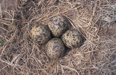 Kiebitze legen meistens vier Eier. Foto: D. Menzler, www.oekolandbau.de