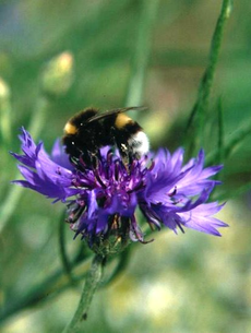 Blühstreifen bieten zahlreichen Insekten ein Zuhause. Foto: T. Staab, LBV-Archiv