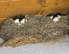 Ein Mehlschwalben-Nest kann aus mehreren 1000 Lehmklümpchen bestehen. Foto: A. Hatlapa, LBV-Archiv
