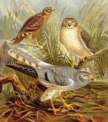 Von vorne nach hinten: Wiesenweihen-Männchen, Weibchen, Jungvogel. Graphik aus "Naturgeschichte der Vögel Mitteleuropas", Naumann 1905