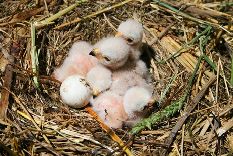 Wiesenweihen bauen ein flaches Nest am Boden. Foto: Z. Tunka, LBV-Archiv