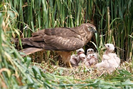 Wiesenweihen-Weibchen am Nest. Foto: Z. Tunka, LBV-Archiv