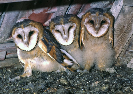 Junge Schleiereulen im Nest. Foto: M. Dorsch, LBV-Archiv